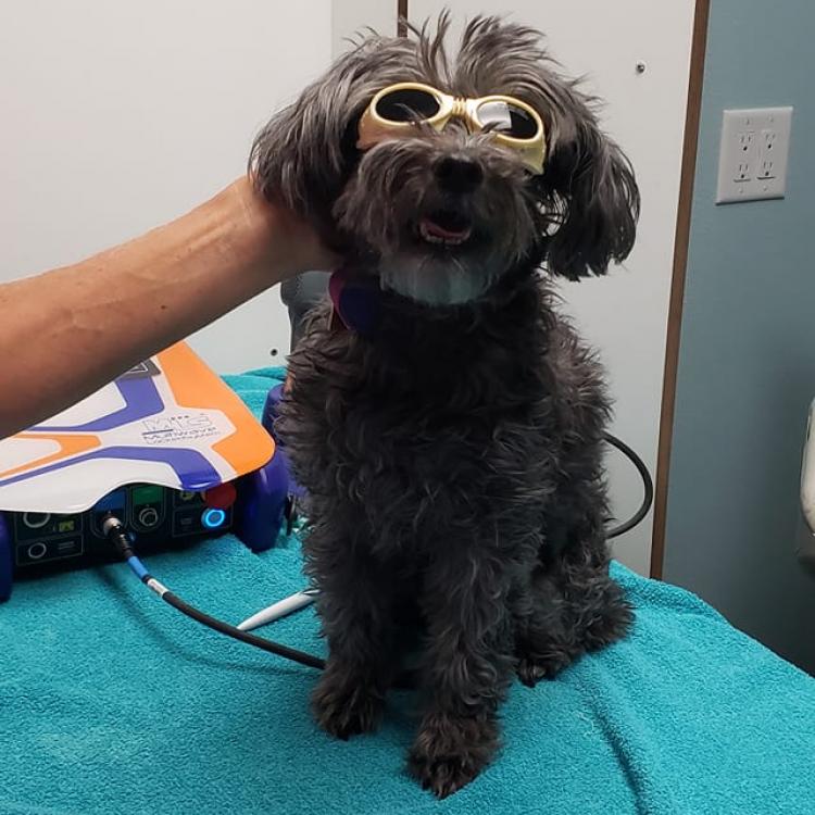 Maui Lani Veterinary Hospital Kahului, HI